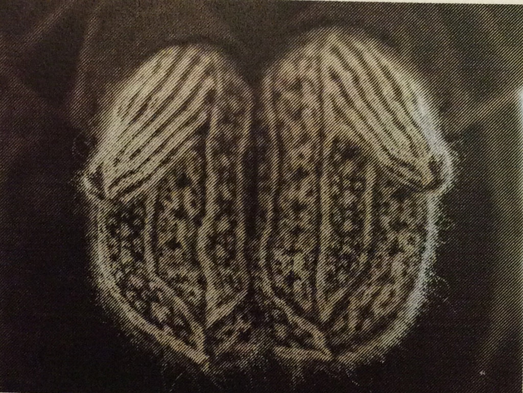 Variant 1