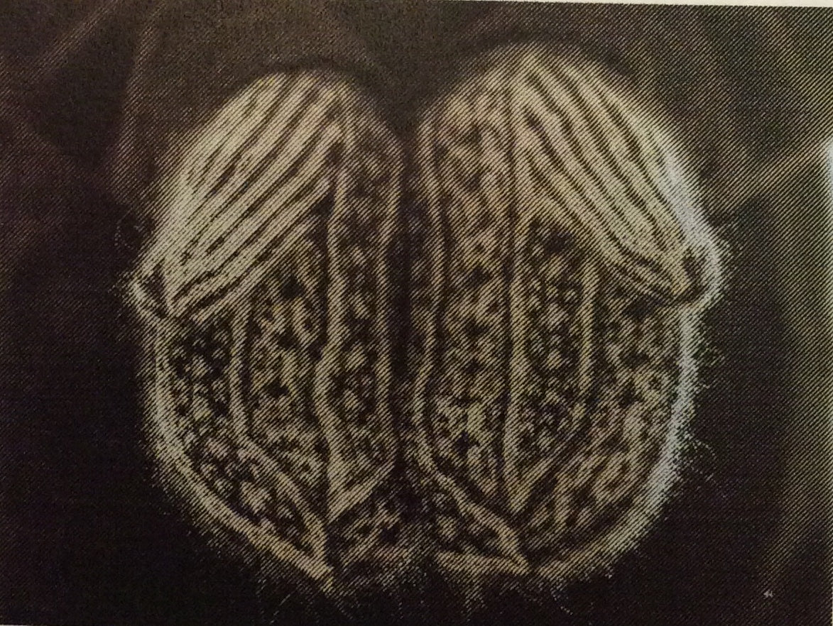 Variant 1